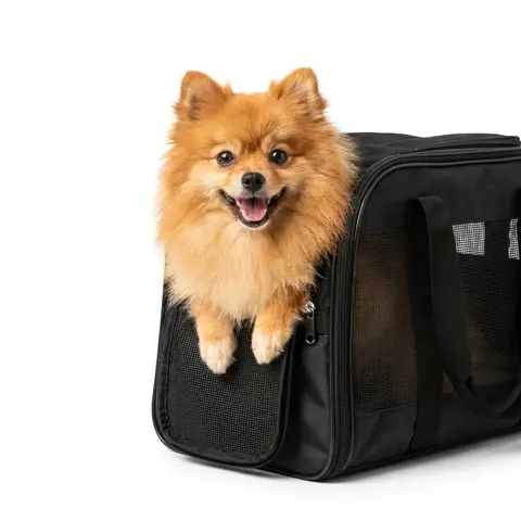 Un petit chien prêt à partir chez le toiletteur